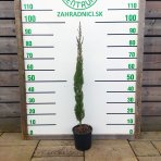 Cyprus vždyzelený (Cupressus sempervirens) ´PYRAMIDALIS´ - výška 90-110 cm, kont. C3L (-13°C)